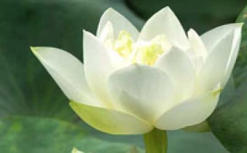 Giá trị của trí tuệ